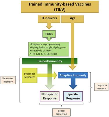 Trained Immunity-Based Vaccines: A New Paradigm for the Development of Broad-Spectrum Anti-infectious Formulations